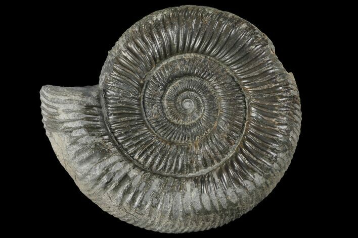 Dactylioceras Ammonite Fossil - England #100462